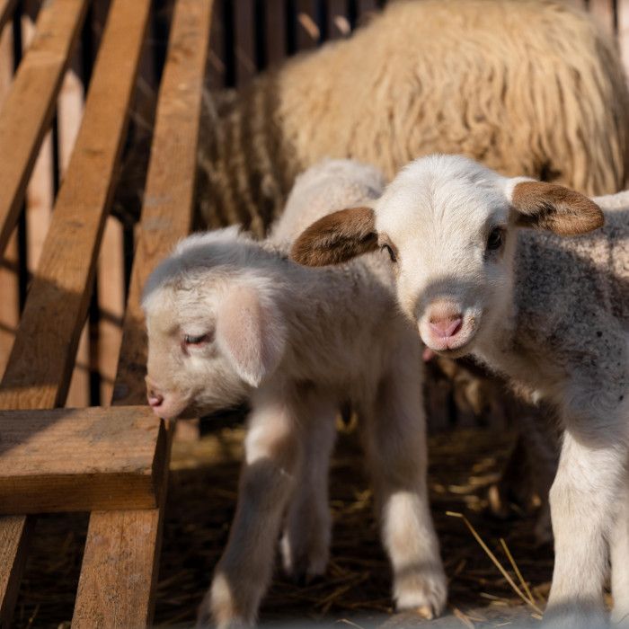 Babyland - outdoor playground